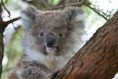 /album/cutie-diertjes/koala-jpg/