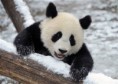 /album/cutie-diertjes/panda-jpg/